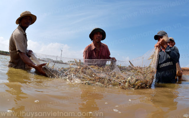 Cơ hội khởi sắc cho tôm Việt – Ảnh: Phan Thanh Cường